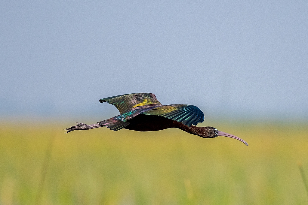 Glossy Ibis
